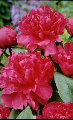 paeonia (LD) Mme c
