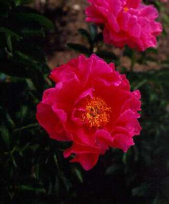 paeonia (LD) Paula