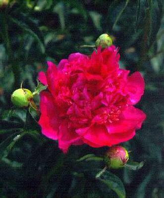 paeonia (LD) Sebas