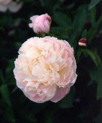 paeonia (LD) Shirl
