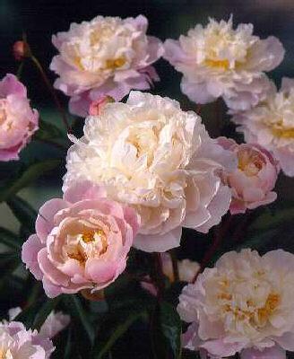 paeonia (LD) catha