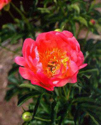 paeonia (LD) coral