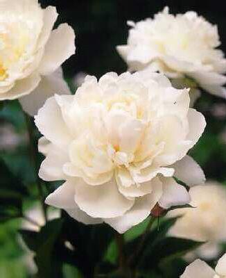 paeonia (LD) duche