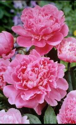 paeonia (LD) eduli