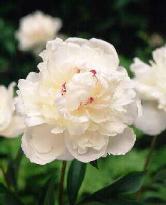 paeonia (LD) festi