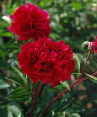 paeonia (LD) karl 