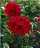 paeonia (LD) karl 