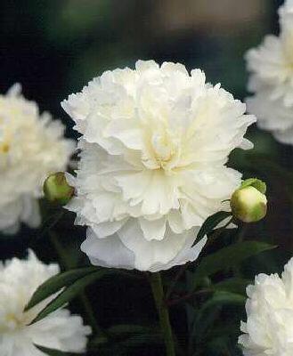 paeonia (LD) marie