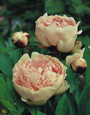 paeonia (LD) miss 