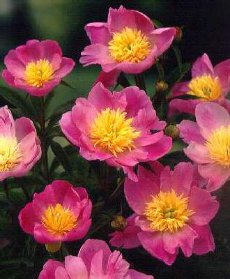paeonia (LS) Wlady