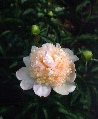 paeonia lactiflora