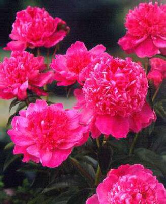 paeonia lactiflora