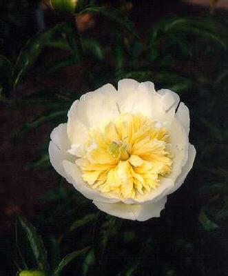 paeonia lactiflora