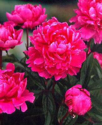 paeonia lactiflora