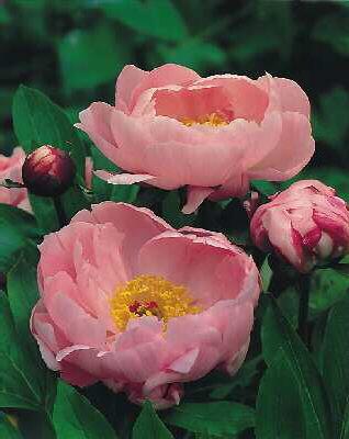 paeonia lactiflora