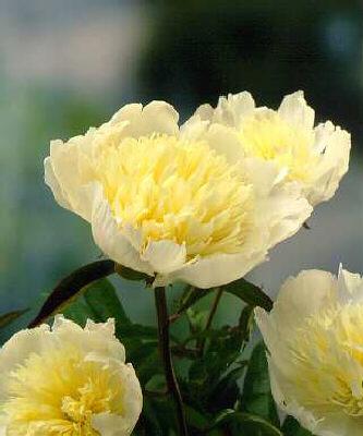 paeonia lactiflora