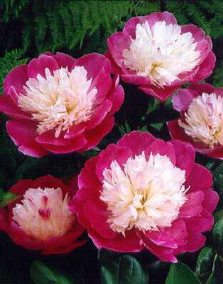 paeonia lactiflora