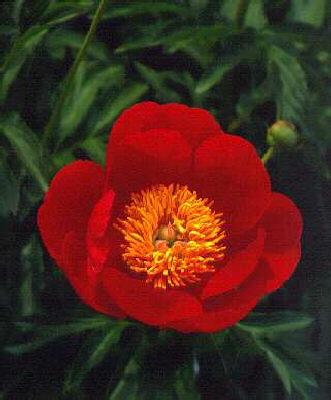 paeonia lactiflora