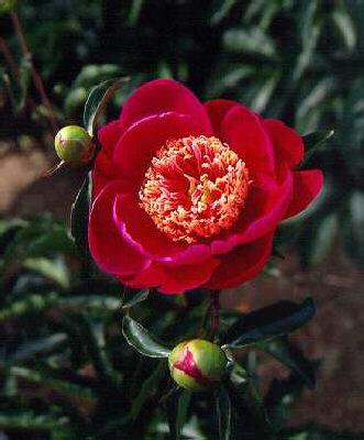 paeonia lactiflora