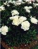 paeonia officinali