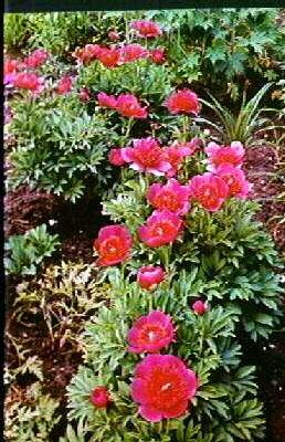paeonia officinali