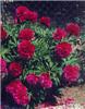 paeonia officinali