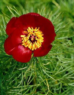 paeonia tenuifolia