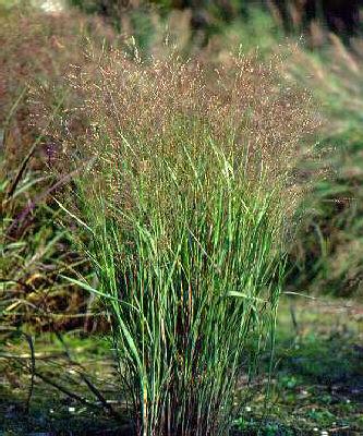 panicum virgatum h