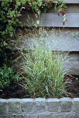 panicum virgatum r