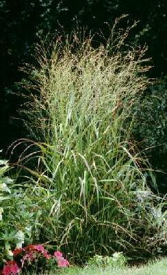 panicum virgatum r