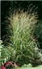 panicum virgatum r
