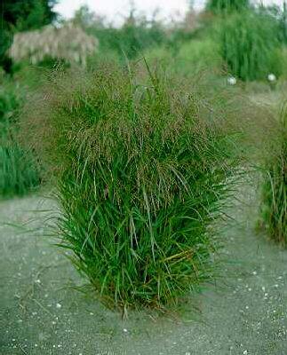 panicum virgatum s