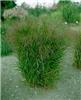 panicum virgatum s