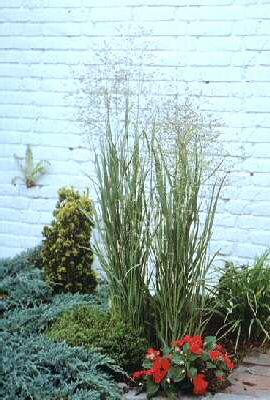 panicum virgatum s