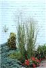 panicum virgatum s