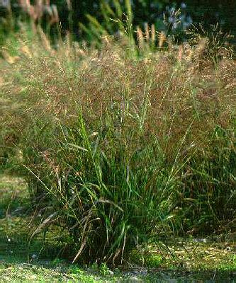 panicum virgatum w