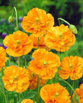 papaver lateritium flore pleno