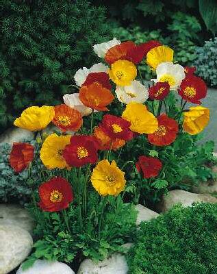 papaver nudicaule 