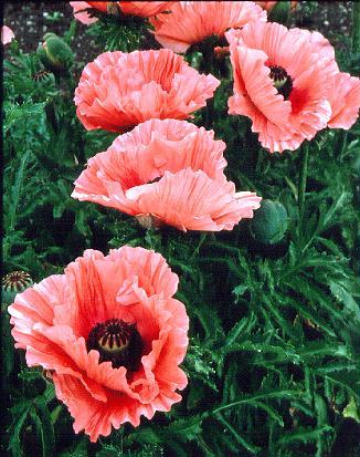 papaver orientale 