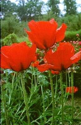 papaver orientale 