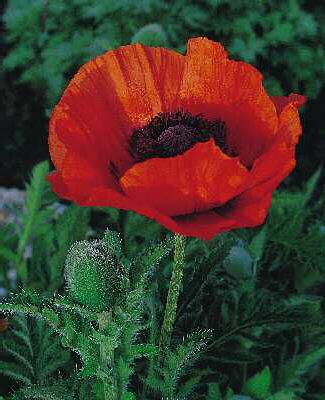 papaver orientale 