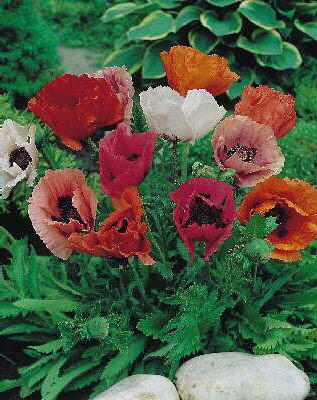 papaver orientale 