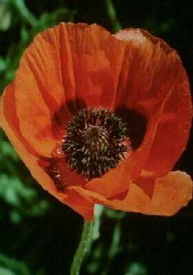 papaver orientale 