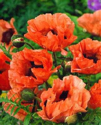 papaver orientale 