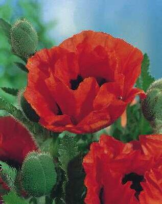 papaver orientale