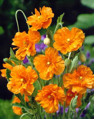 papaver ruprifragum