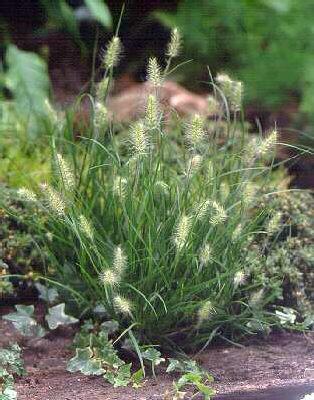 pennisetum alopecu