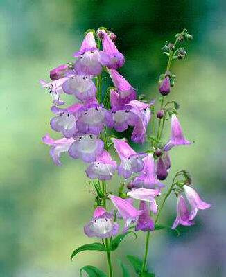 penstemon alice hi