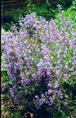 penstemon catharin