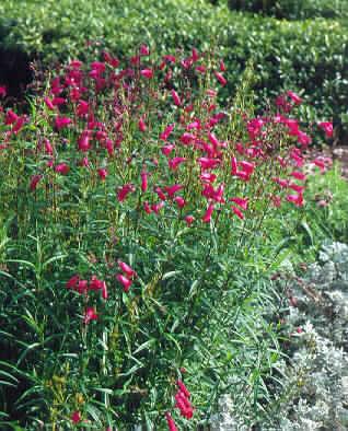 penstemon garnet
